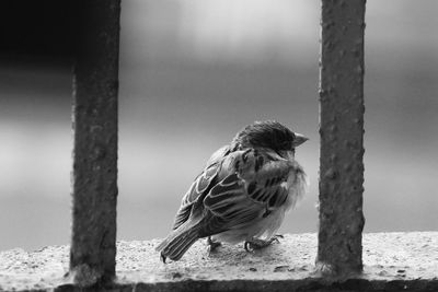 Close-up of bird perching outdoors