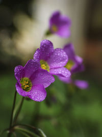 Close-up of wet purple flower