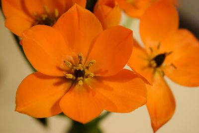 Close-up of orange flowering plant