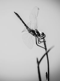 Close-up of dragonfly on twig