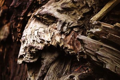 Close-up of lizard on tree stump