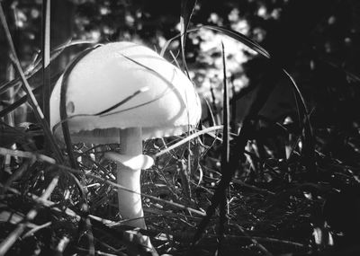Close-up view of leaves