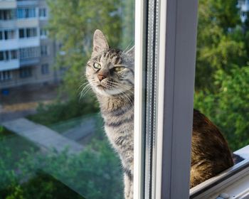 Close-up of cat looking through window