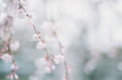Close-up of flower on twig