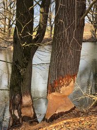 Bare tree by lake in forest