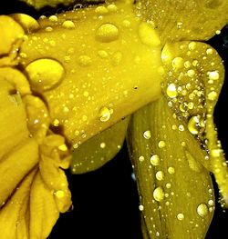 Close-up of wet yellow flower