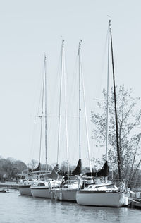 Sailboats moored in harbor