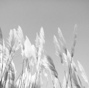 Low angle view of plants against sky