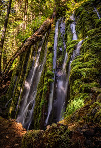 Low angle view of waterfall in forest