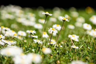 Close-up of flowers blooming on field