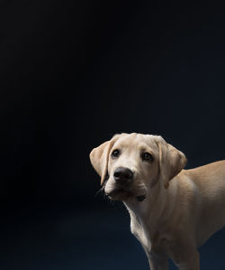 Close up of yellow lab puppy's head looking camera left and up