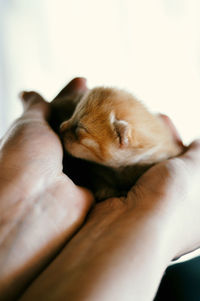 Close-up of hand holding cat