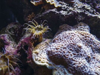 Close-up of coral swimming in sea