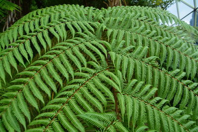 Close-up of ferns growing outdoors