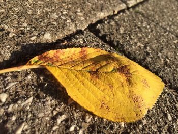 Close-up of yellow leaf