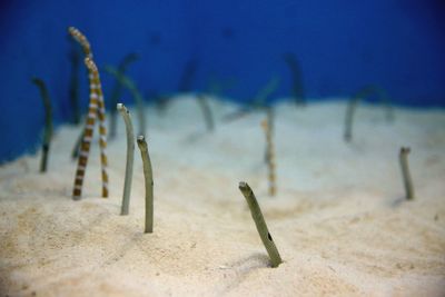 Close-up of plant on sand