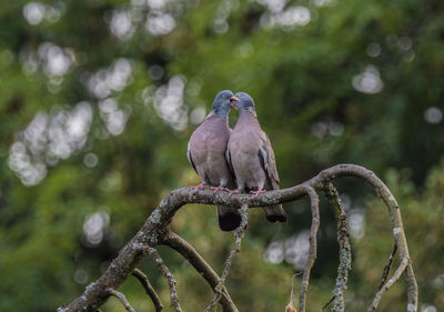 Close-up of bird perching on branch