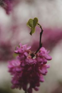 Close-up of pink flower