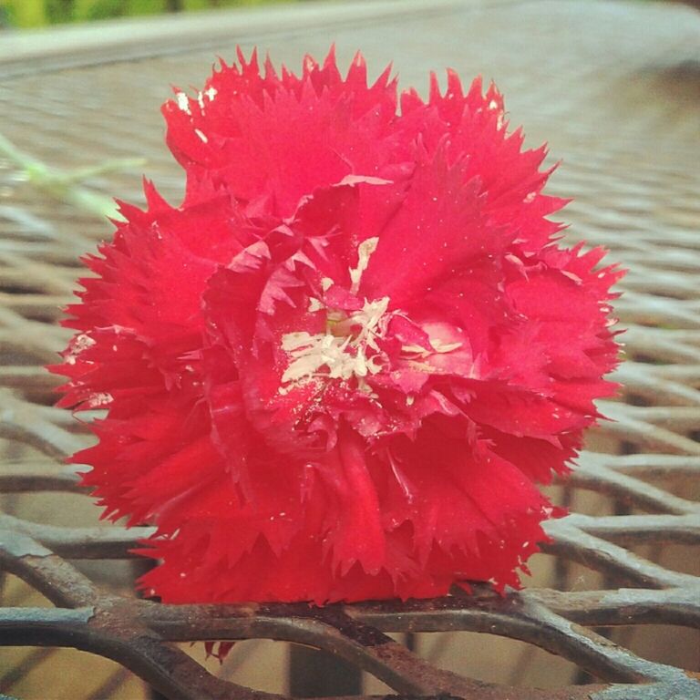 flower, freshness, petal, fragility, flower head, red, close-up, focus on foreground, growth, beauty in nature, single flower, blooming, nature, plant, pollen, in bloom, day, pink color, stamen, outdoors