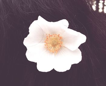 Close-up of white flower in woman hair
