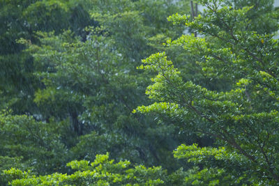 Plants and trees in forest