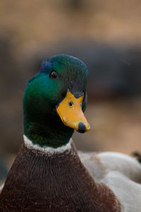 Close-up of a bird