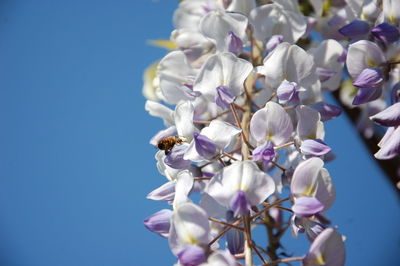 Low angle view of purple flowering wisteria plant against clear blue sky