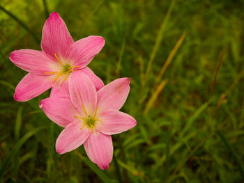 Close-up of pink flower