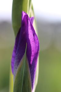 Close-up of purple flower