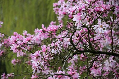 Close-up of pink flowers on tree