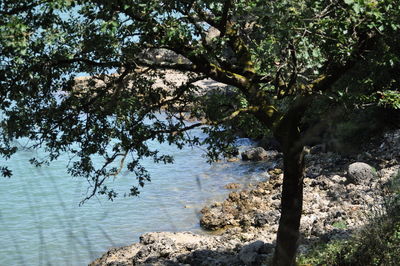 Scenic view of river amidst trees in forest