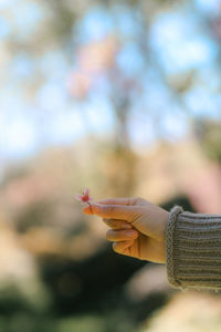 Cropped hand of woman holding plant