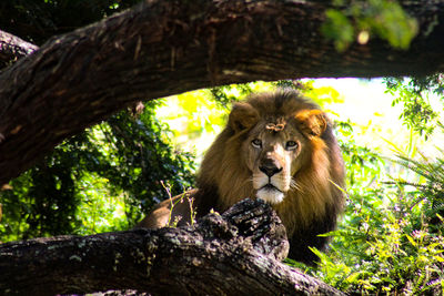 Portrait of lion relaxing on tree trunk in forest