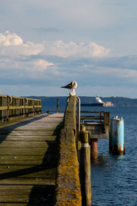 Seagull perching on wooden jetty