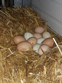 High angle view of eggs in nest