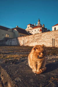 Cat lying on a building