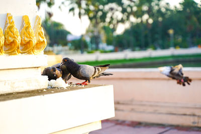 Close-up of pigeon perching on a bird