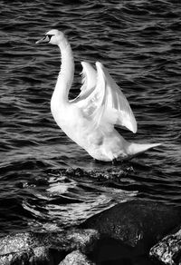 View of bird in lake