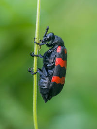 Close-up of insect on flower