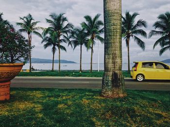 Palm trees by car against sky