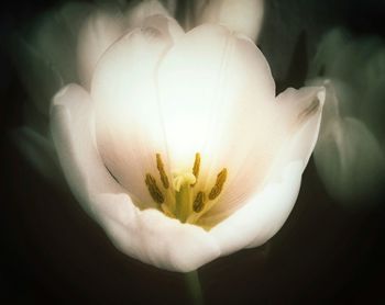 Close-up of white flower