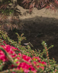 Close-up of insect perching on plant