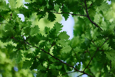 Low angle view of flowering plant