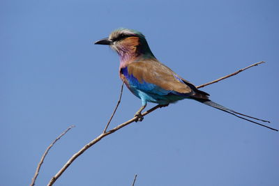Side view of lilac-breasted roller perching on branch against clear blue sky