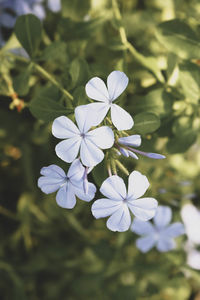 Close-up of white flowering plant