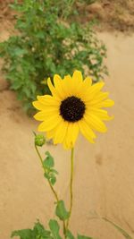 Close-up of yellow flowering plant