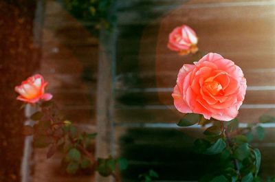 Close-up of pink rose blooming outdoors