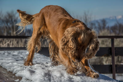 Close-up of brown dog on snow covered bridge during winter