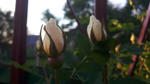 Close-up of flower buds growing on tree