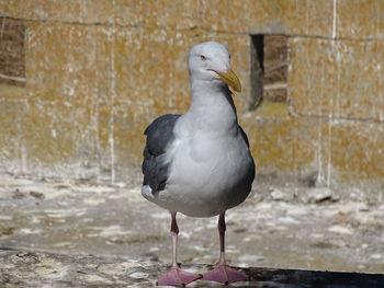 Close-up of seagull perching on wall